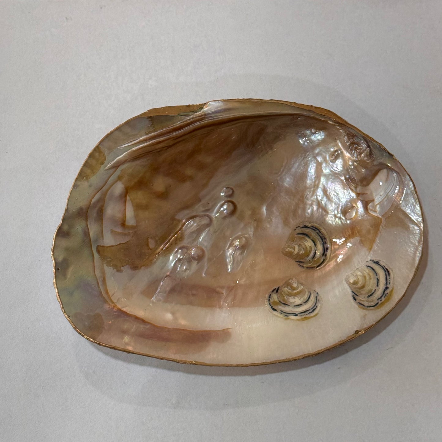 Clam Trinket Dish - Lobster A