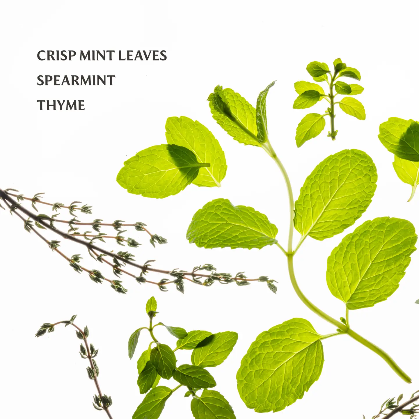 Frosted Mint - Hand Sanitizer