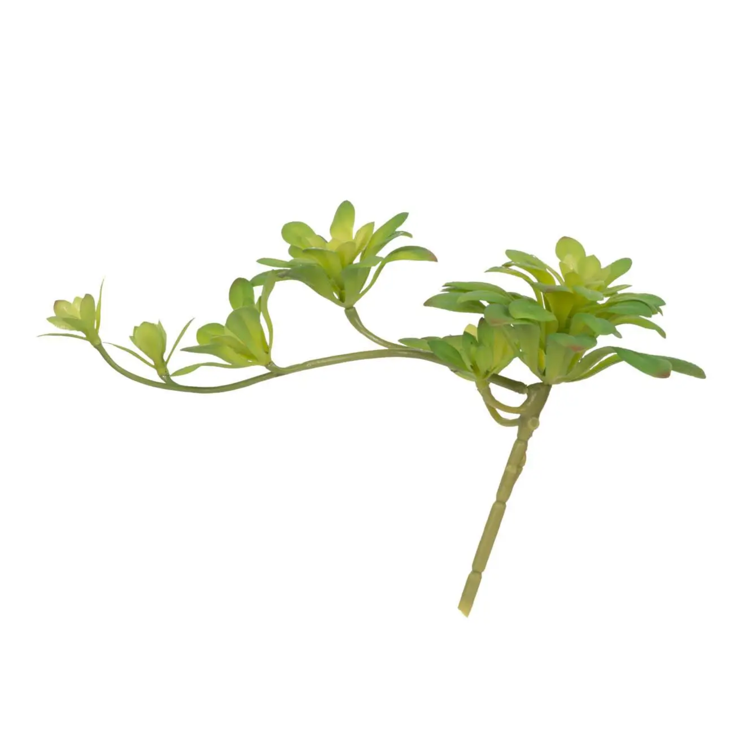 Succulent - Decor