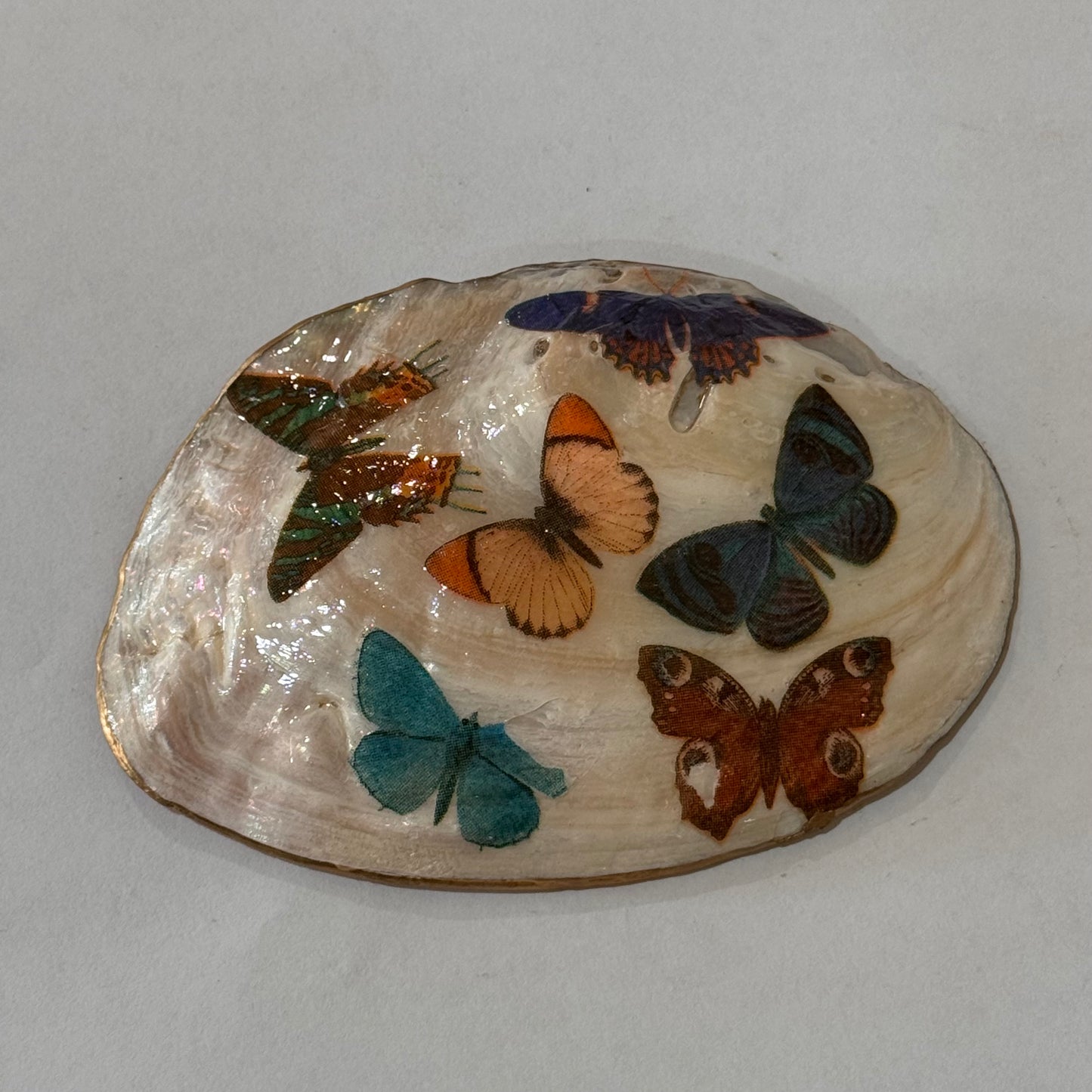 Clam Trinket Dish - Butterfly