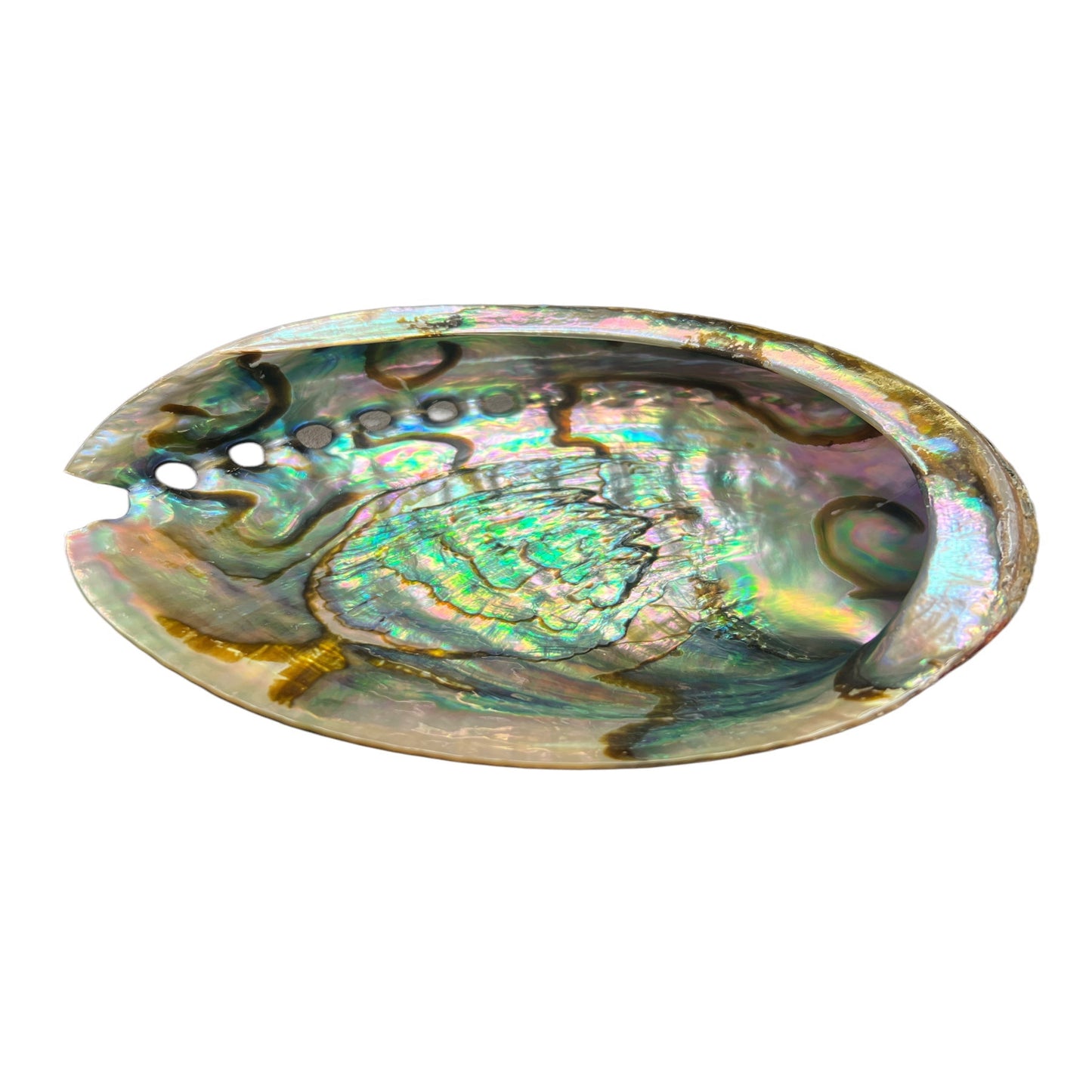 Abalone Shell