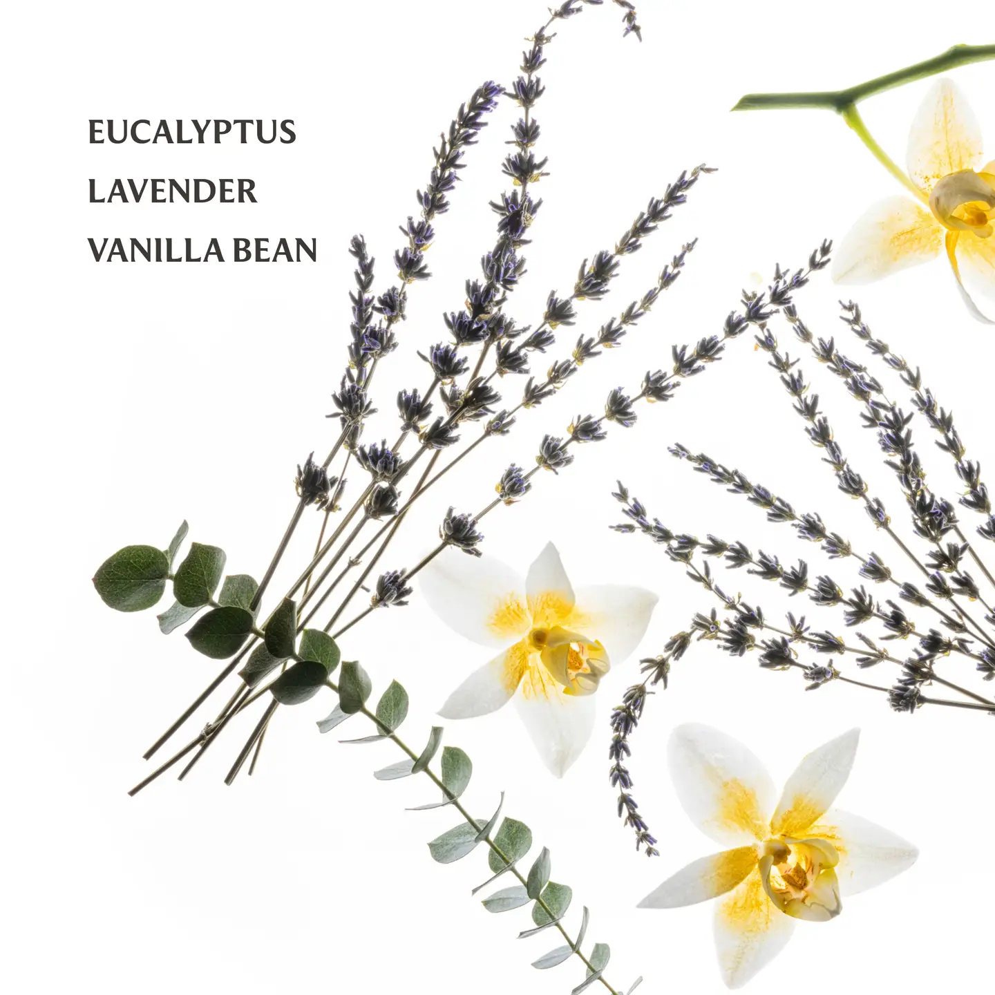 Pure Lavender - Hand Sanitizer
